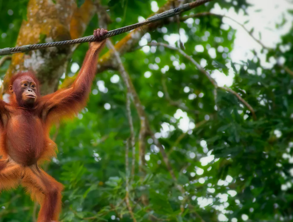 Proboscis monkey in the Borneo rainforest